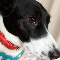 ニッキニキ(￣▽￣)ニキニキ (@nikinikipon_01) 's Twitter Profile Photo