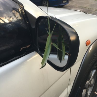 celiawangmq's profile picture. 