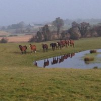 rahinstonfarm&stud (@fowlerstud) 's Twitter Profile