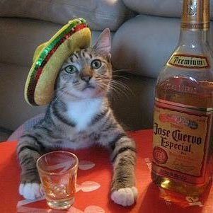 Gringos Mexican Tequila Bar is East Anglia's only Tequila Bar. Check out a range of over 20 different Tequila's, our Live Music Events, and much more....