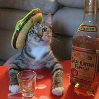 Gringos Tequila Bar (@gringostequila) 's Twitter Profile