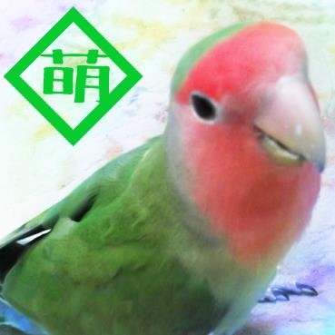 コザクラインコがつぶやきます。
ほぼ98%botです。質問などには飼い主（中の人）が返信します。
ピィ！！（気軽にフォローしてね！）
鳥飼いさんやその他の方当方基本無言フォローで失礼します（＞＜）