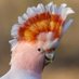 The Pink Cockatoo (@ThePinkCockatoo) Twitter profile photo