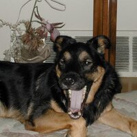 jazz the dog (@jazzthedog) 's Twitter Profile