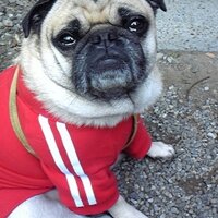 やまえつ (@pugfun) Twitter profile photo