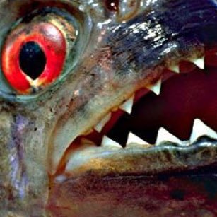 Piranha_Teeth's profile picture. #ForeignAffairs #Politics #Finance #Military #Defence #CyberSecurity #Privacy #Biotech #Genetics #DeepLearning #BigData #Robotics #AR #IoT #VR #AI Karate🥋MMA🥊