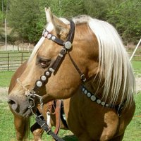 turan quarter horses(@DUCKIN_FIRE) 's Twitter Profile Photo