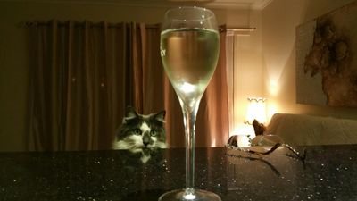 Rescue cat with a mission and a love of sparkling wine. Share your photos of your four legged family.