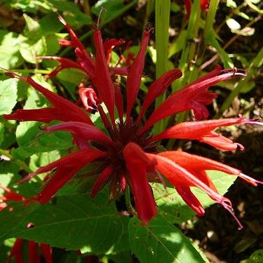 Monarda B. Allen