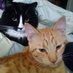GeeezCats (@geeezcats) Twitter profile photo GeeezCats (@geeezcats) Twitter profile photo