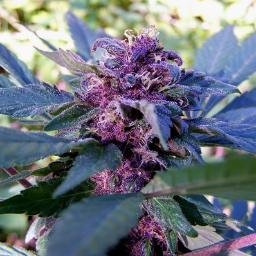 ShitStonersMake's profile picture. 