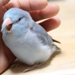 リンママ 捜索中 鏡よ鏡 鏡さん 世界で一番かわいい子は誰ですかー 鏡開き マメルリハ Iインコ 鳥 小鳥