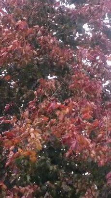 homeedandcam's profile picture. All about home educating my 8 year old Cam