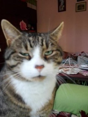 wiechosta's profile picture. Wielki fan muzyki, od Slayera po Mozarta, filmu, literatury, historii i parapsychologii. Antyklerykał i gorący przeciwnik katoprawicowego oszołomstwa.