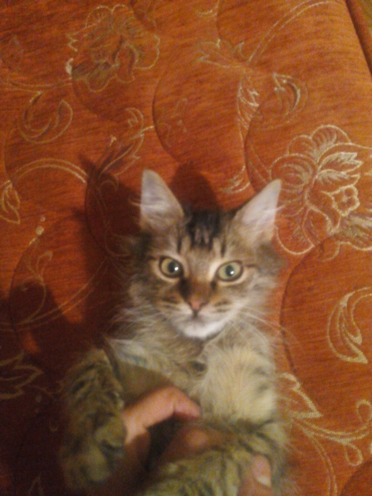 esnekvegenis's profile picture. 