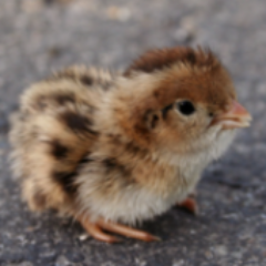 waddlypenguin's profile picture. 