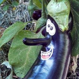 we are an urban farming business located in the Denver metro area. We replace the grass in peoples yards with vegetable gardens, and sell the veggies!