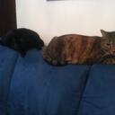 Omar Freeman - @Omar_Freeman - Twitter