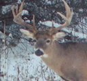 Spoon River Outfitters can help you hunt that deer or turkey