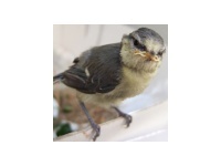 LoddarBlaech's profile picture. 