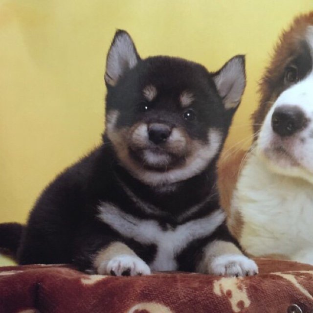 Aw_tansei's profile picture. Absolute Winners!
ユニゾンとゲームと成人向け漫画と深夜ラジオが好きです。スト6はJP　鉄拳はカムラム。
バイオのRTAやってたりもしました。