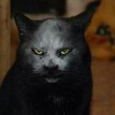 cat (@0546ra) Twitter