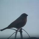 Greg Dickerson - @g53man - Twitter