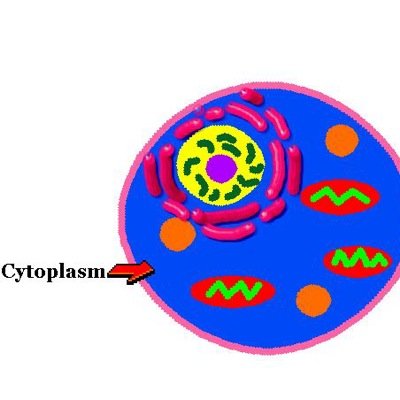 Our Cytoplasm is out of cyt! #khscdcellwars