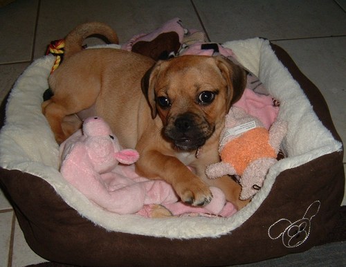 I’m a princess & Diva; enjoy chewing on toys & play dates with other dogs. I love Dad, Mom, Grams, Joe, Kolin, Kat & anyone who is nice to me & other animals.