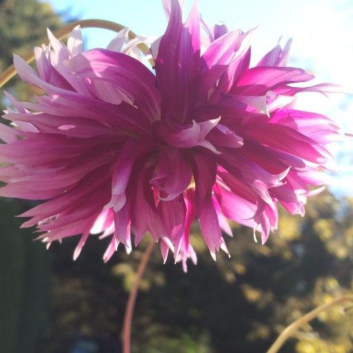 Isleen_Albero's profile picture. 