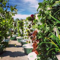 LA Urban Farms (@laurbanfarms) 's Twitter Profile