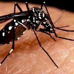 Cuenta dedicada a difundir el cuidado contra las antiguas y nuevas enfermedades del Aedes Aegypti. ¡Síguenos también en Instragram como @Aedes_aegypti_!