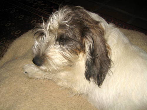 pbgvlover's profile picture. 