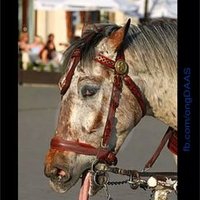 leandronetto (@leanetto1) 's Twitter Profile