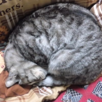 ask_100711's profile picture. 方向音痴すぎて仕事も人生も毎日迷走！まぁ、おうちに帰れるので良しとしよう（笑）日常のつぶやきと我が人生で1番難解な旦那の不思議をつぶやかせていただきます。