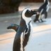 SANParks TMNP (@tablemountainnp) Twitter profile photo SANParks TMNP (@tablemountainnp) Twitter profile photo