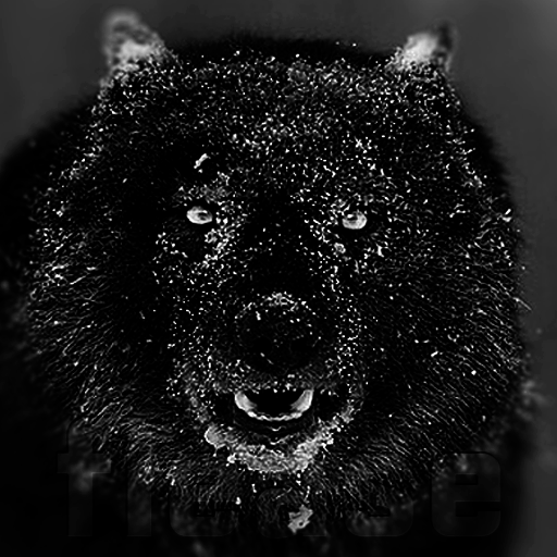 e_tringa's profile picture. 