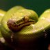 Snake_Central (@thesnakecentral) Twitter profile photo