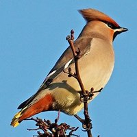 Autumnwatch (@autumnwatch) 's Twitter Profile