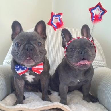 Follow our Frenchie adventures on Instagram! @henryandpenny