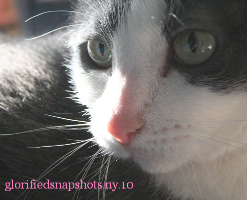 I'm a grey and white domestic shorthair. I have a loving heart. I want to meet people who love art, animals, going green,and making things out of yarn.