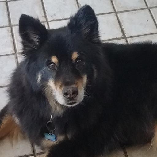 I enjoy long walks (did somebody say WALK?) on the beach, sleeping under Mom's desk and fending off the mailman.