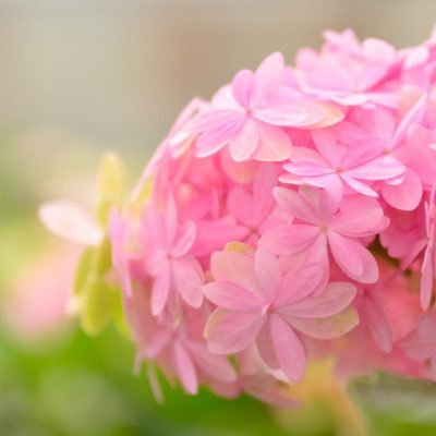 azuki_tora's profile picture. 