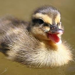 cmancine38's profile picture. Is obsessed with panic at the disco and would love to see them in concert