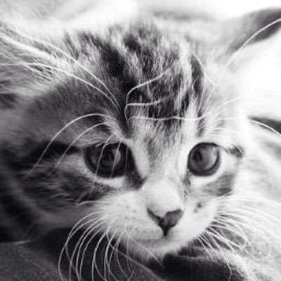 ねこっぷる Nekopple Twitter