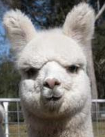 Retracto, the Correction Alpaca is a Senior Fellow at http://t.co/oeTrkivEXF