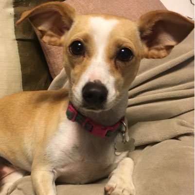 baileyjchihua's profile picture. chronicles of my chihuahua tails, adventures, favorite eats and meal plan, pet fashion, thoughts, and more.
