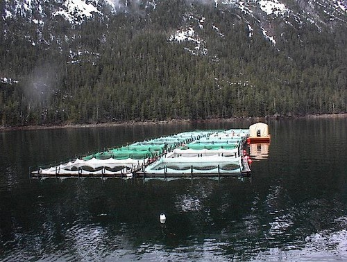 Tweets dedicated to cutting thru seafood politics & protectionism. One message: eat responsibly raised/caught #seafood. Banner photo is a salmon farm in Alaska.