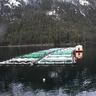 Alaska_Salmon's profile picture. Tweets dedicated to cutting thru seafood politics & protectionism. One message: eat responsibly raised/caught #seafood. Banner photo is a salmon farm in Alaska.