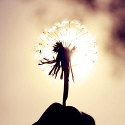 linsoz's profile picture. 